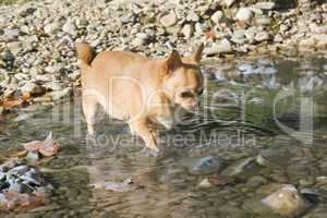 fat chihuahua in the river