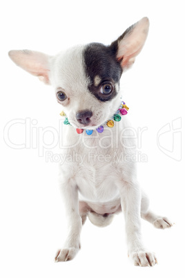 puppy chihuahua