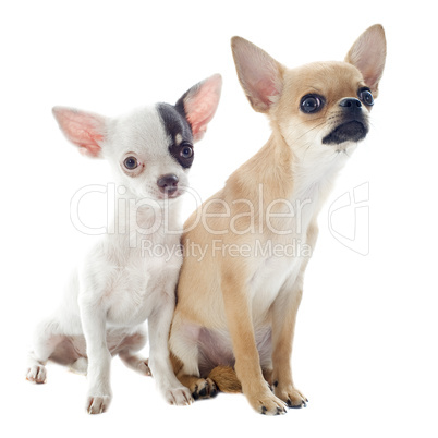 chihuahuas