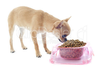 puppy chihuahua and food bowl