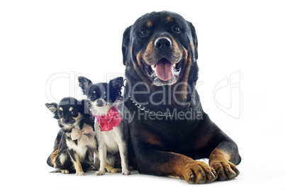 rottweiler and chihuahuas