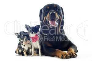 rottweiler and chihuahuas