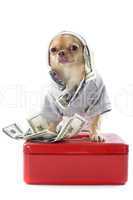 chihuahua and dollars