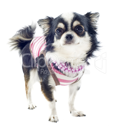 dressed chihuahua