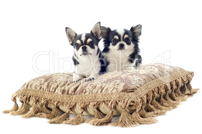 chihuahuas on cushion