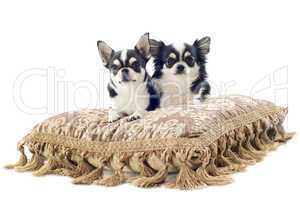 chihuahuas on cushion