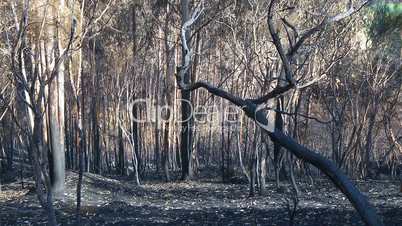 Forest fire burned trees