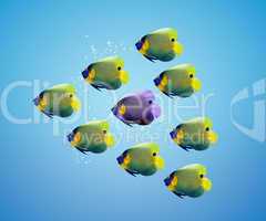 Purble angelfish between group of green angelfish