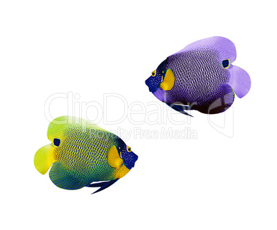 colorful angelfish