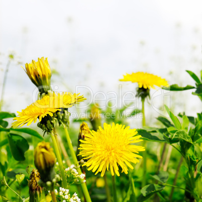 Yellow dandelions