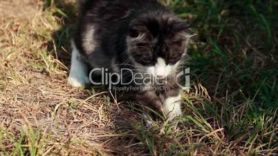 Cat playing with grass