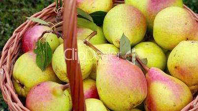 Organic apples and pears in a basket outdoor
