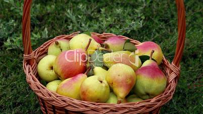 Organic apples and pears in a basket outdoor