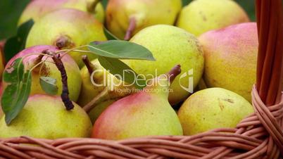 Organic apples and pears in a basket outdoor