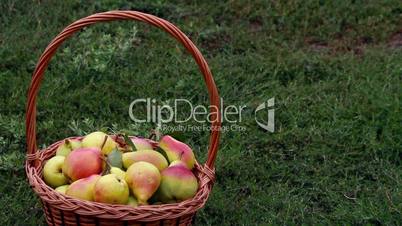 Organic apples and pears in a basket outdoor