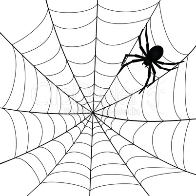 spiderweb with spider