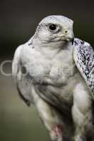 White gyrfalcon , Falco rusticolis