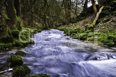 River flowing through mossy woodland