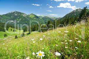 alpine meadow in germany