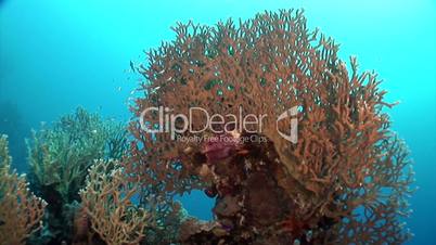 Unterwasserwelt: Am Riff, El Quseir, Ägypten, Rotes Meer