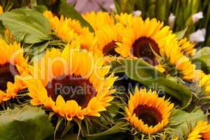 Sonnenblumen, Sunflowers