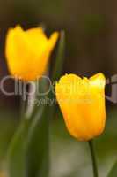 Tulpe, Tulip