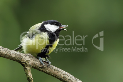 Kohlmeise (Parus major); Great Tit (Parus major)