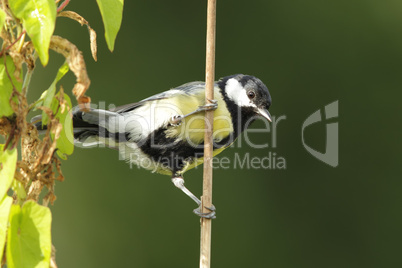 Kohlmeise (Parus major); Great Tit (Parus major)