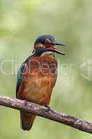 Eisvogel (Alcedo atthis); Common Kingfisher (Alcedo atthis)