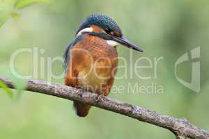 Eisvogel (Alcedo atthis); Common Kingfisher (Alcedo atthis)