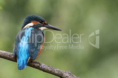 Eisvogel (Alcedo atthis); Common Kingfisher (Alcedo atthis)