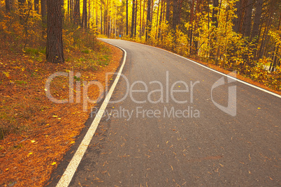 Road during autumn