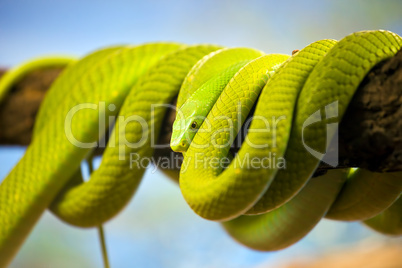 Green Mamba Coiled Up on a Branch