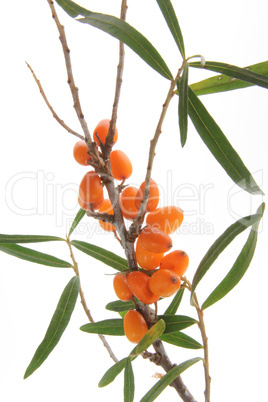 Sanddorn (Hippophae rhamnoides)