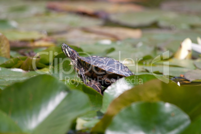 Schildkröte beim sonnen