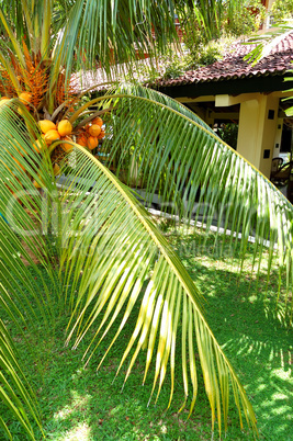 The palm tree at luxury hotel, Bentota, Sri Lanka