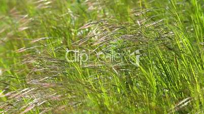 Grassland