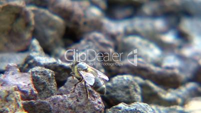 Biene