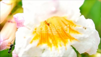 ants working in the flower of apricot