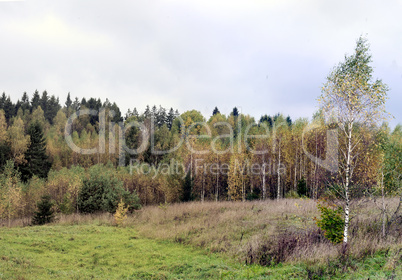 Birch forest in autumn.