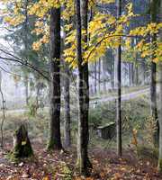 Rural road at forest of Lithuania