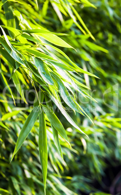 Fresh green bamboo backplate