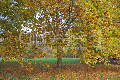 Bäume im Herbst