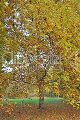 Bäume im Herbst