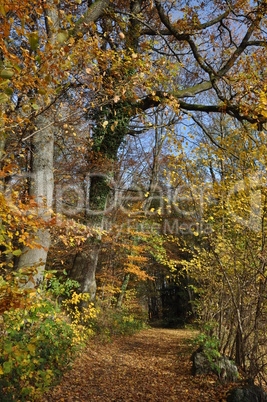 Weg im Herbstwald