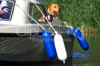 Hund auf einem Motorboot mit Fender