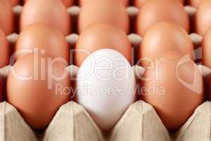 Eier in einer Eierschachtel
