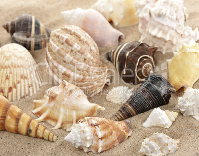 Seashells