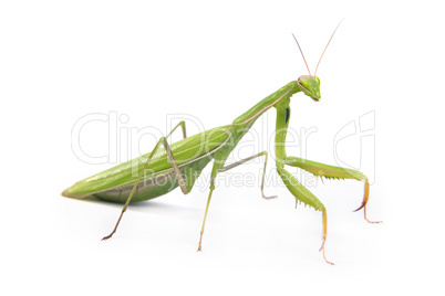 Mantis isolated on a white background