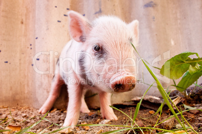 Close-up of a cute muddy piglet running around outdoors on the f